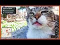 The funniest cats