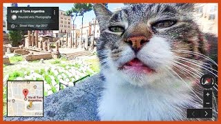 The Funniest Cats