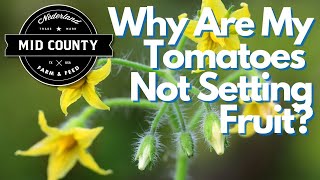 Why Your Tomato Blooms Aren’t Setting Fruit (Zone 9a Gardening Tips)