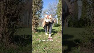 @rbx-majkel #capcut #shelly #otherpaw #dog