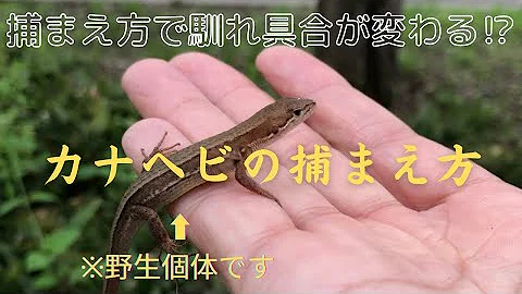 かなへび Mp3