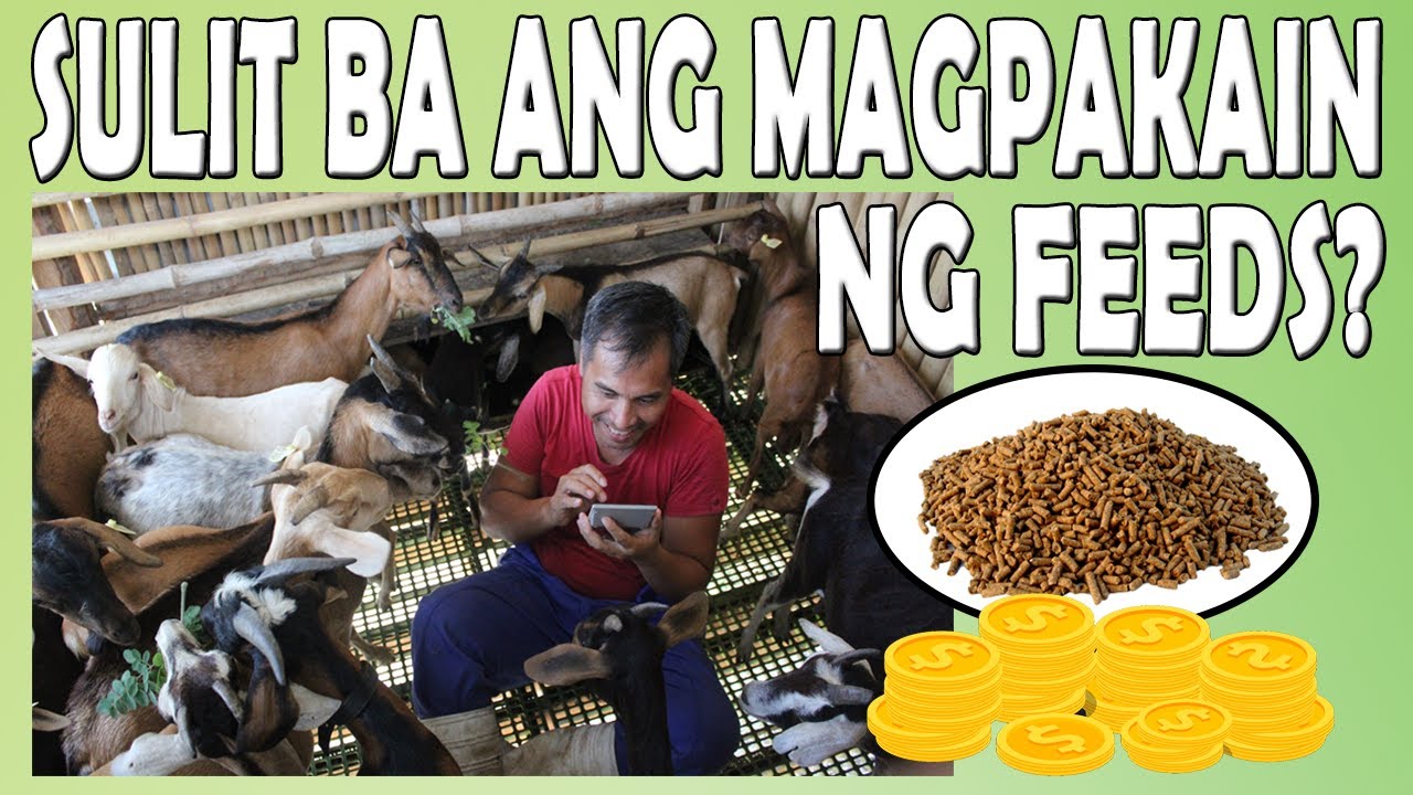 SULIT BA MAGPAKAIN NG FEEDS? || FEEDS, Is it worth it?