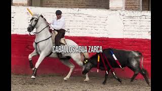 Caballos Agua Zarca, Funcionales, Versátiles y Para Toda la Familia…