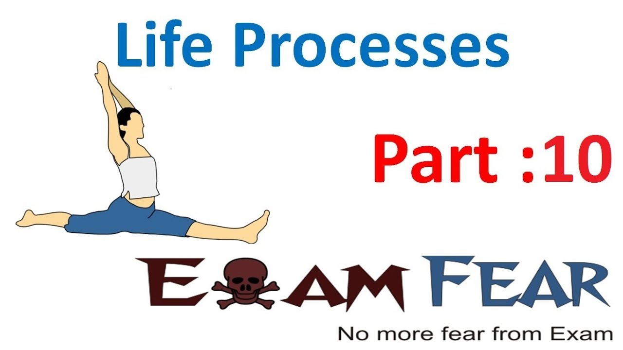 Processes of Life. 7 Life processes. Life processes