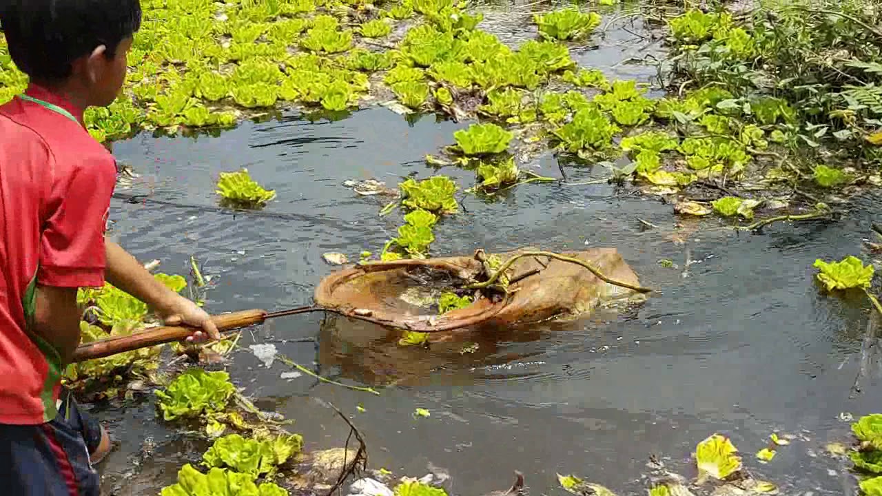 catching wild betta fish