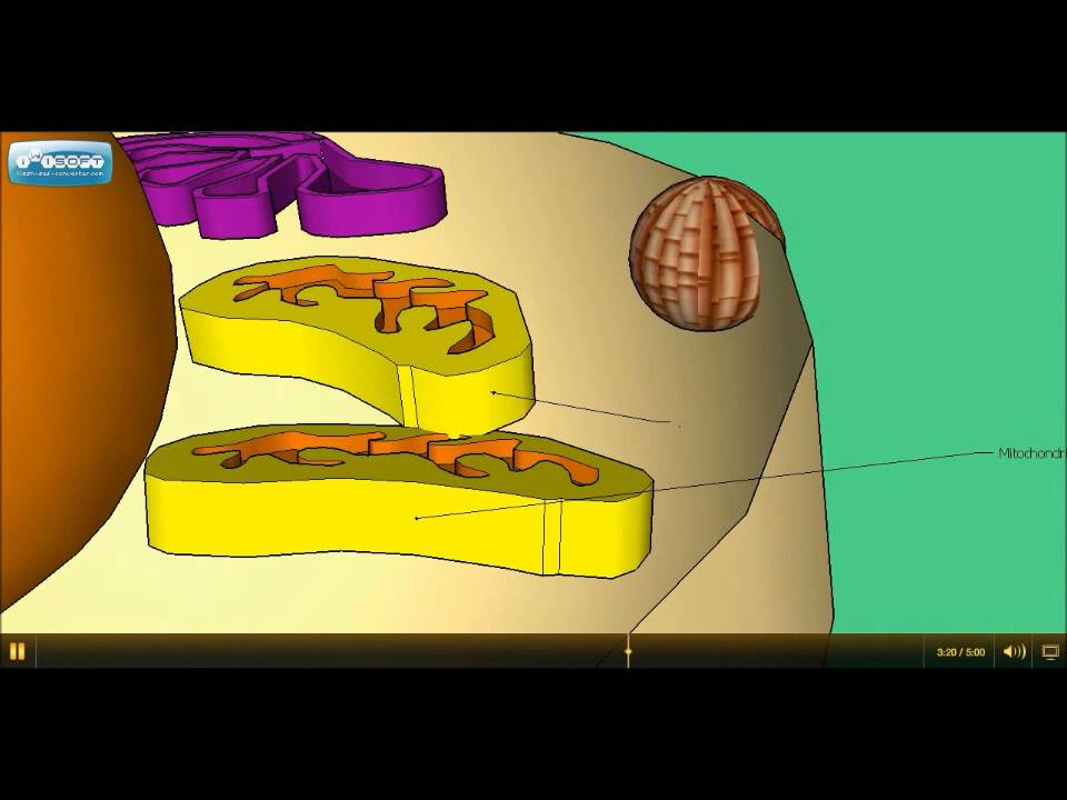 3D Animated and Guided Tour of an Animal Cell - YouTube