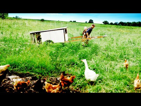 वीडियो: मुर्गियों को पालने के 4 तरीके