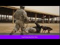 Dog Training Tips White Plains Dog Training Tips White Plains