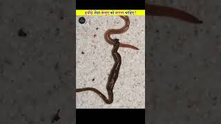 Hammer Head Worm 🪱| @FactsMine| FactoGlide #shorts #facts #amazingfacts
