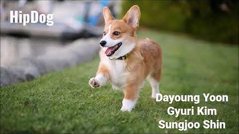 HipDog Mid Fidelity Prototype Video