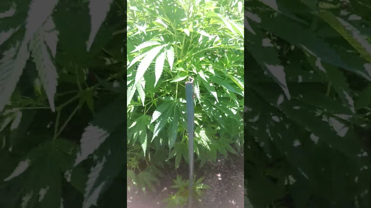 solefire gardens terpgasm,Banana melt Humboldt, cherry paloma raw genetics etc