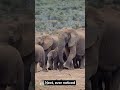 10 elephant facts