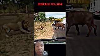 um leão ate dava p enfrentar mas dois ai deu caruncho #animals