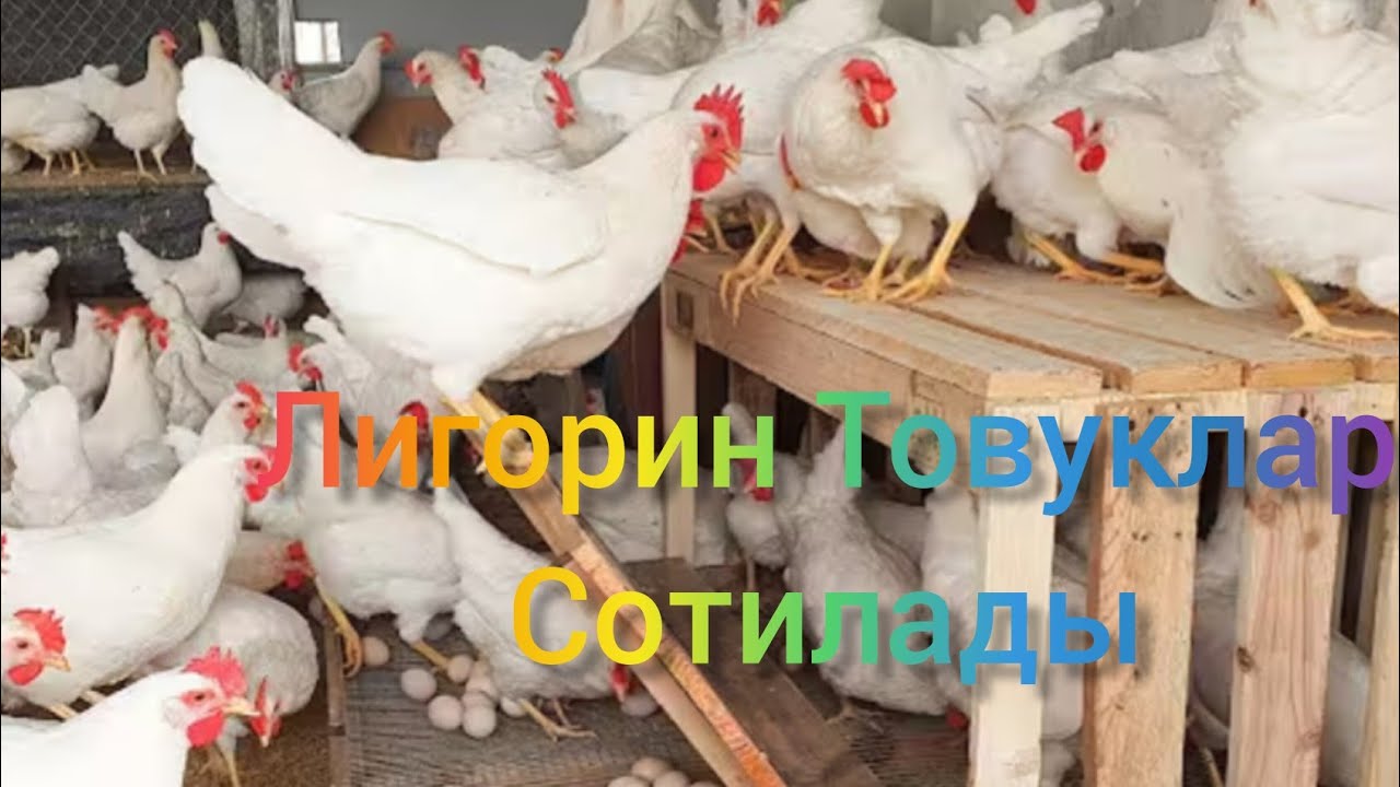 Леггорин Товуклар Сотилады Телфон номер 0507248687