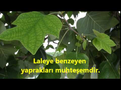Video: Lale ağacı ne kadar?