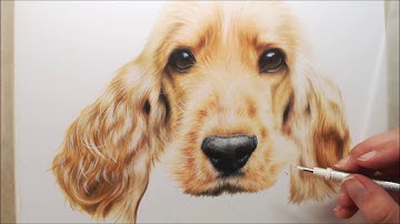 Cocker Spaniel Drawing in Colour Pencils | Pet Portrait