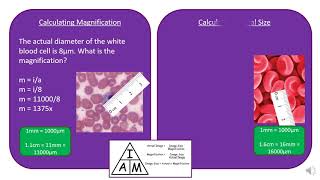 AQA A Level Biology 2.1.3 Microscopes and Magnification