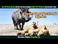 [Review Phim] Sư Tử Con Sắp Chết Được Chồn và Heo Rừng Nuôi Trở Thành Vua Muôn Thú