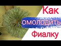 ОМОЛОЖЕНИЕ МИНИ-ФИАЛОК/СОВЕТЫ ПО УХОДУ/КОМНАТНЫЕ ЦВЕТЫ