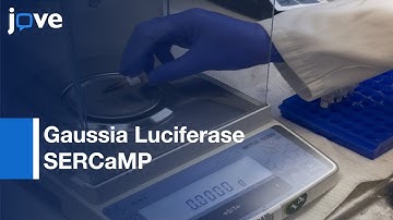 Monitoring Endoplasmic Reticulum Calcium Homeostasis: Gaussia Luciferase SERCaMP l Protocol Preview