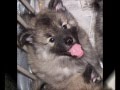 Smokey -- Keeshond Puppy の動画、YouTube動画。