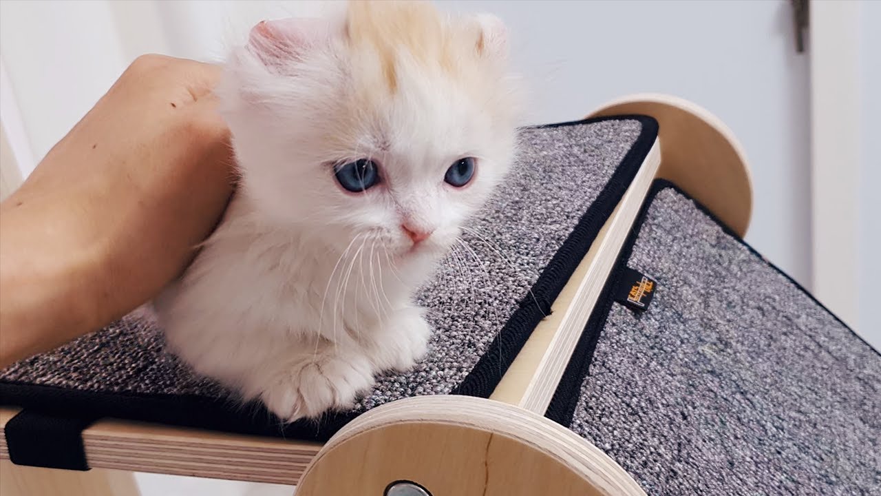 Munchkin Kitten is Afraid of Heights Try to Climb up to the Cat Tree