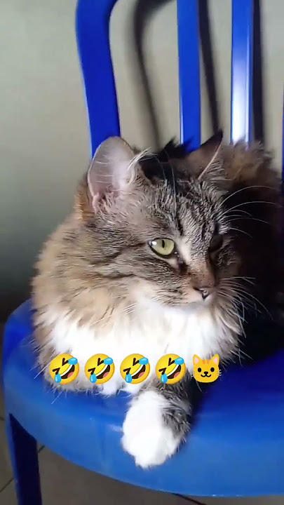 Cat funny moments 😃🥰🤣🐱