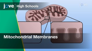 Mitochondrial Membranes | Cell Bio | Video Textbooks - Preview