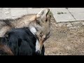 荒ぶるロットワイラーを諫める狼犬