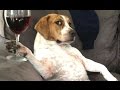 Funny Videos Of Funny Animals Behaving Like Humans 2016 [BEST OF]