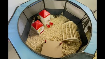 Hen Pen Pop-Up Brooder