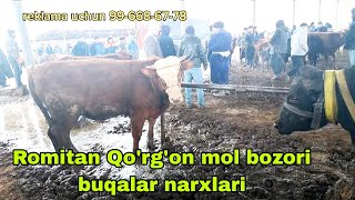 Romitan Qo'rg'on mol bozori buqalar narxlari 22-fevral, 2024