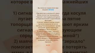 Почему загорается "белый флаг"