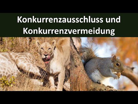 Video: Was sind 3 verschiedene Arten von Interdependenz zwischen lebenden Organismen?