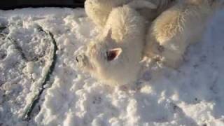 Westies playing in the snow