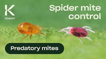 Spider Mite Control with Predatory Mites (Neoseiulus californicus)