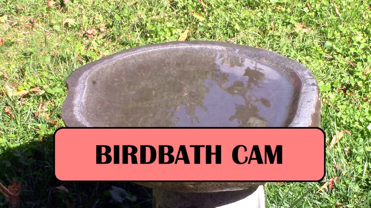Birdbath Cam 1