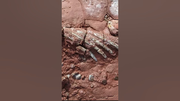 FOSSILS OF AN UNKNOWN ANIMAL FOUND ⛏