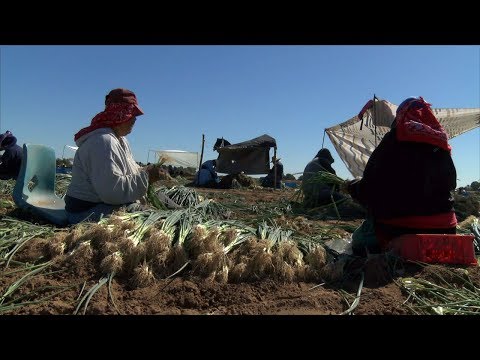 "GN PRODUCTORES AGRÍCOLAS"