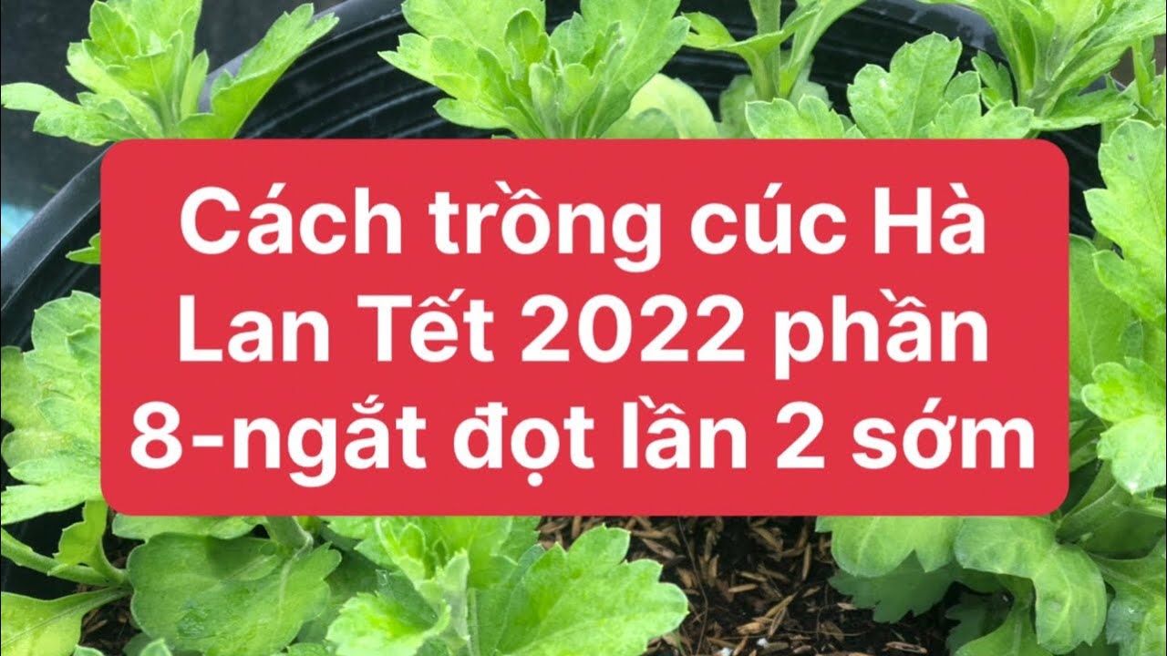 Cách trồng cúc Hà Lan Tết 2022 phần 8 - Ngắt đọt lần 2 sớm