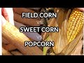 Field corn vs sweet corn vs popcorn