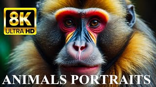 ANIMAL PORTRAITS 8K Ultra HD by 8K VIDEOS HDR 27,811 views 10 months ago 20 minutes