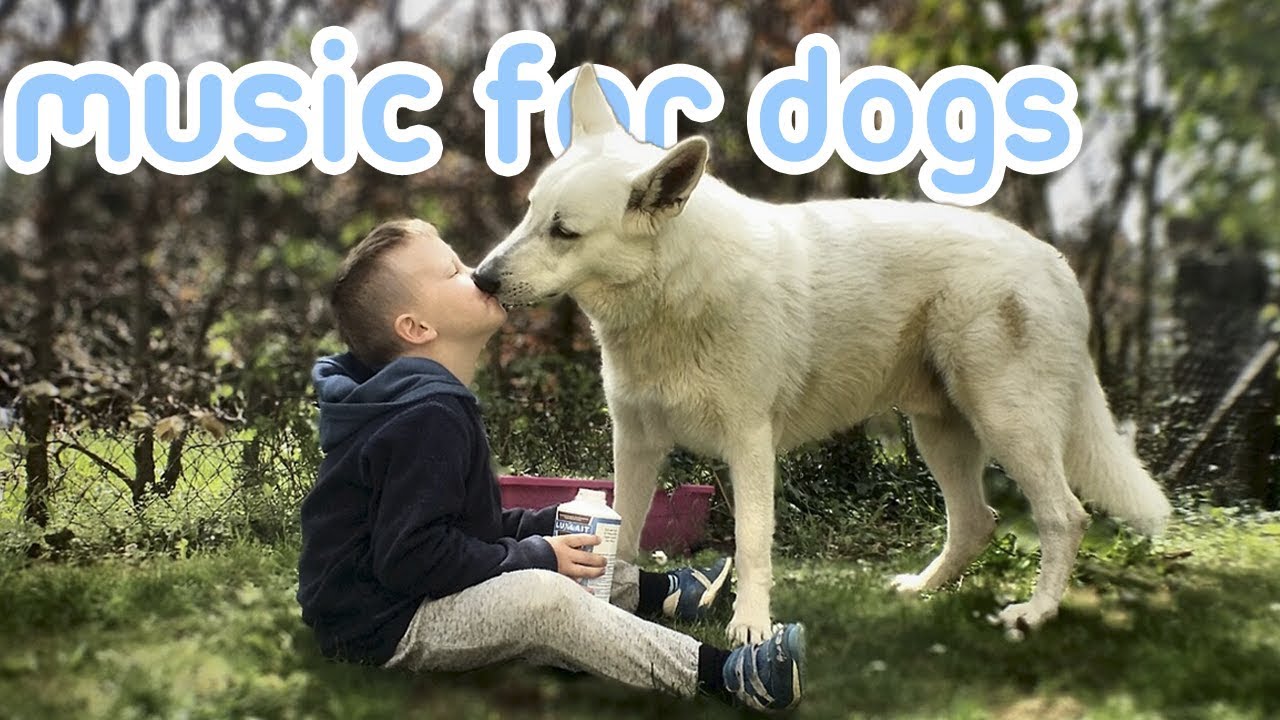 puppy paradise Calming Music for Dogs: 5 Hours of Soothing Deep Relaxing Songs! (2019)