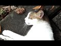 【Samsung WB210】720P / 抓拍好動的街貓