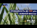 Гибрид кукурузы МАС 28.А - урожайность до 500 ц/га зеленой массы!