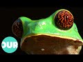 The secrets of the frog  our world