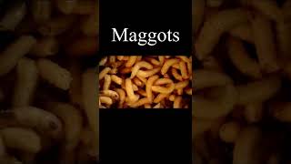 Maggots #Shorts