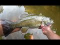 This river is infested with smallie