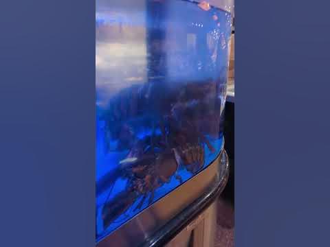 Lobsters at Wegmans with my little cousin - YouTube