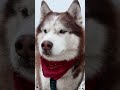 Самая пафосная Хаска по кличке Ник #хаски